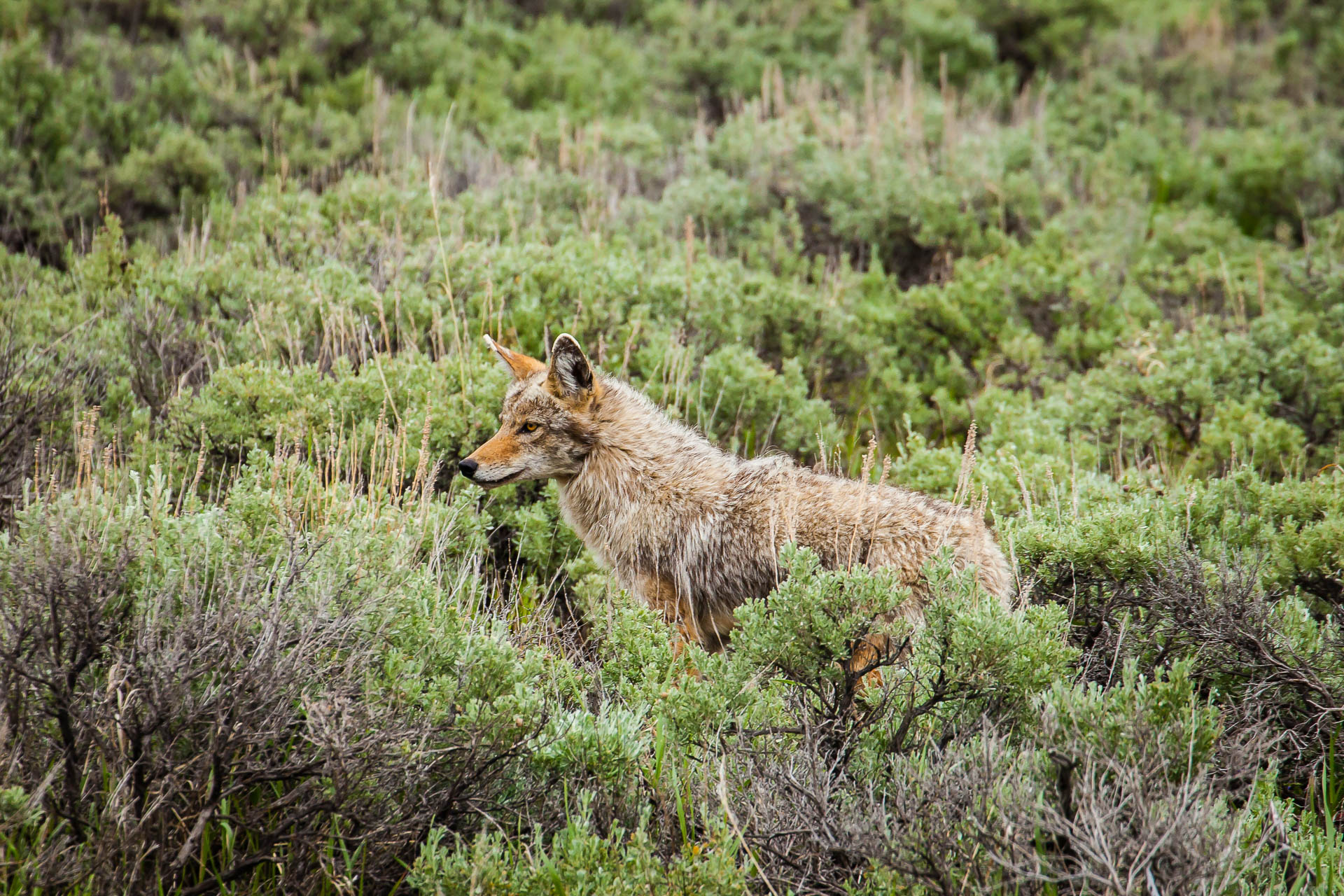 Yellowstone National Park, Wyoming