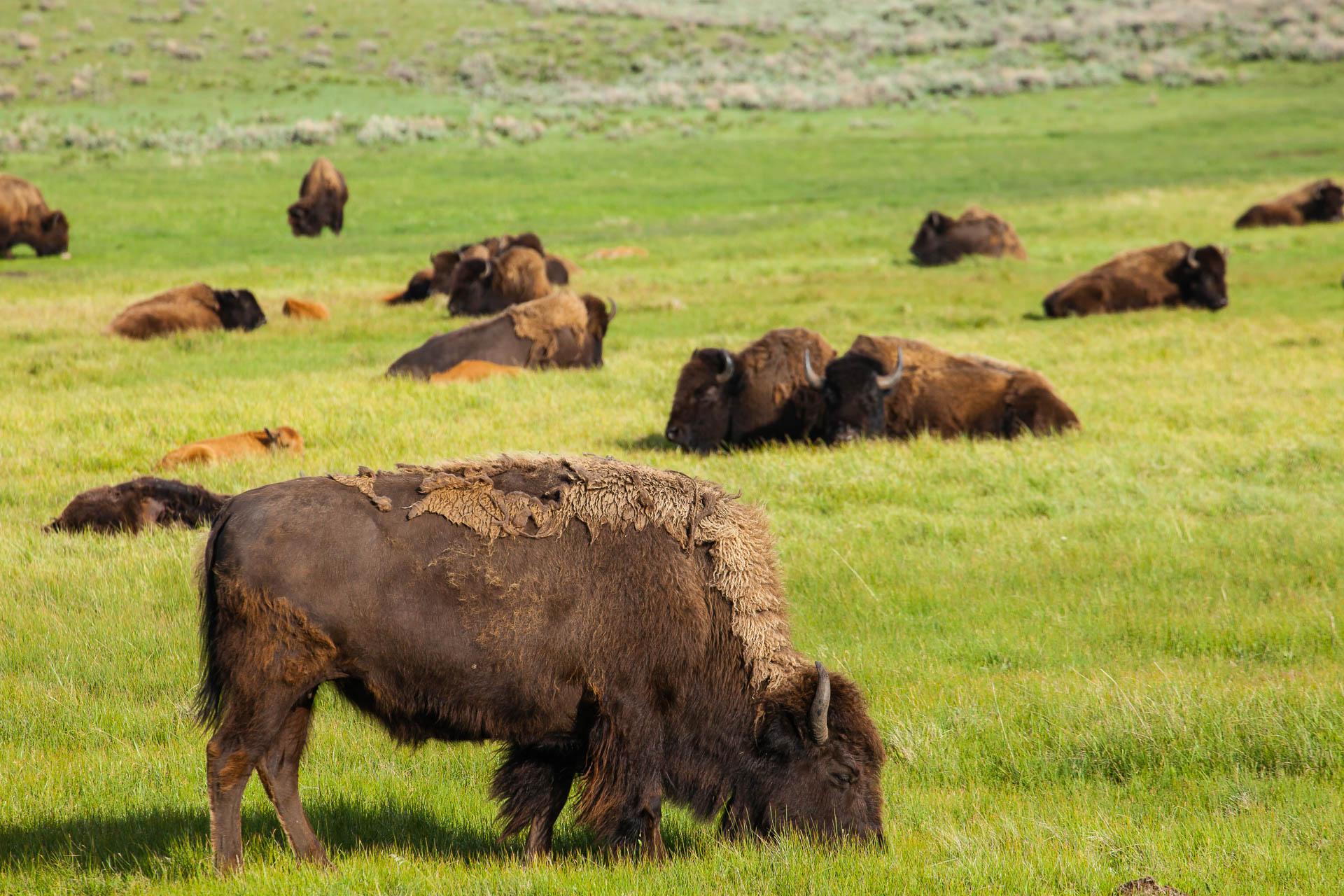 Yellowstone National Park, Wyoming