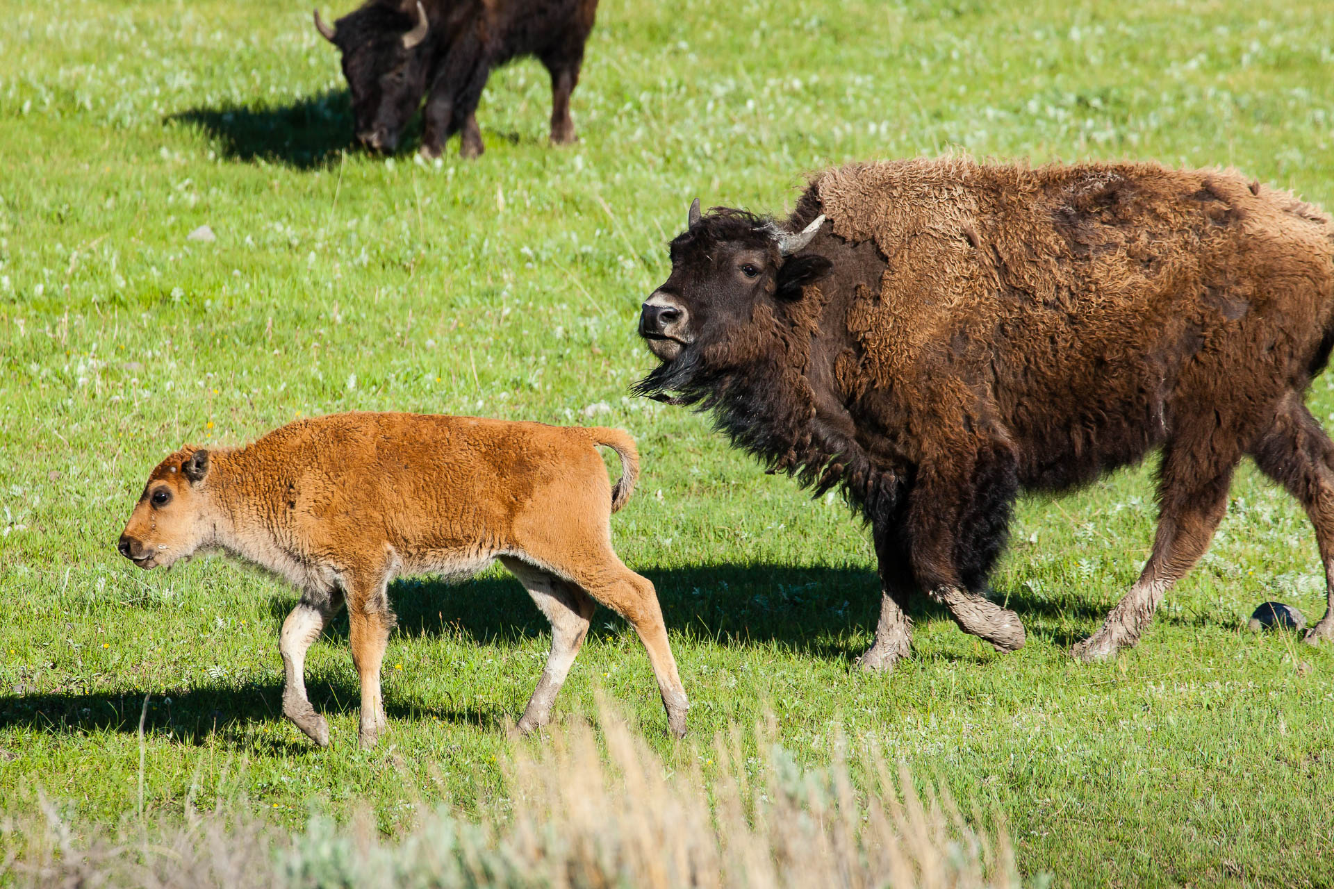 Yellowstone National Park, Wyoming