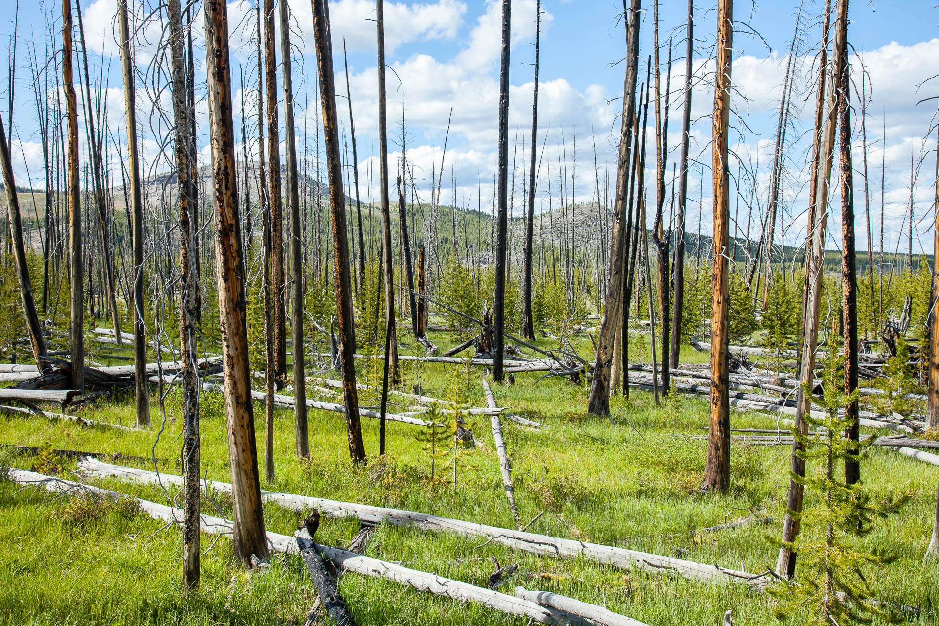 Yellowstone National Park, Wyoming